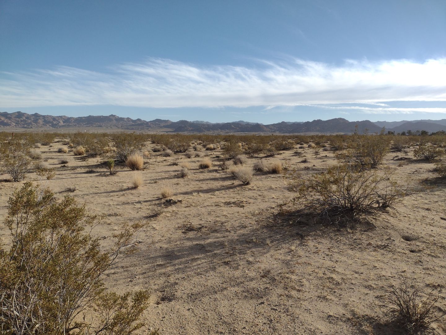 INSANELY GORGEOUS Joshua Tree Land: 2.23 Acres of Pure Paradise!